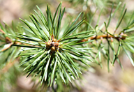 Pinus sylvestris